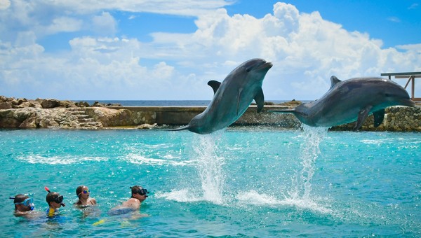 Swimming with Dolphins in Curaçao – Curacao Activities